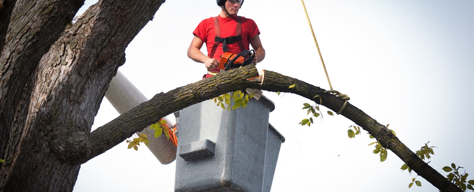 Tree-Removal-Pricing