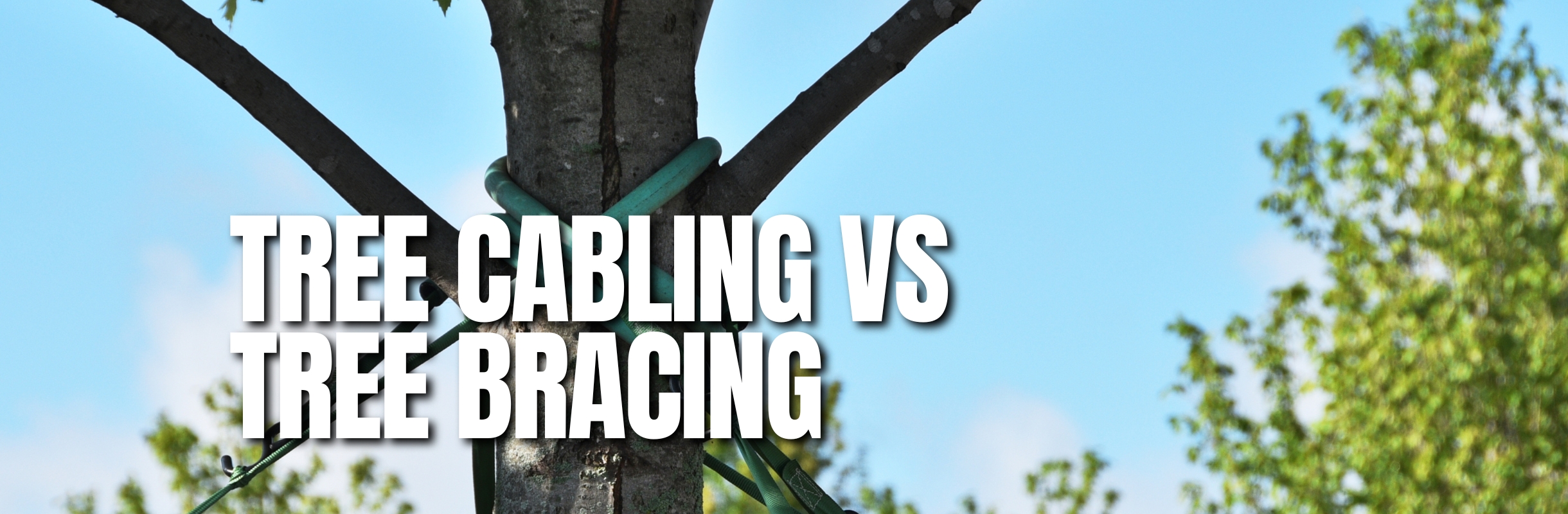 Tree-Cabling-Tree-Bracing