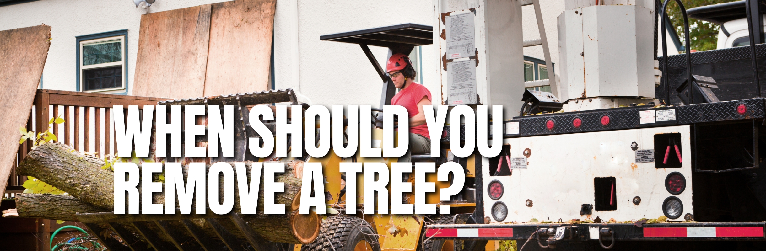 When-Should-You-Remove-A-Tree